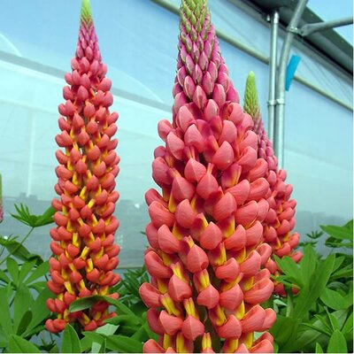 Lupin Westcountry "Towering Inferno" - Image courtesy of West Country Nurseries