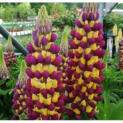 Lupin Westcountry 'Manhattan Lights' (2L pot)