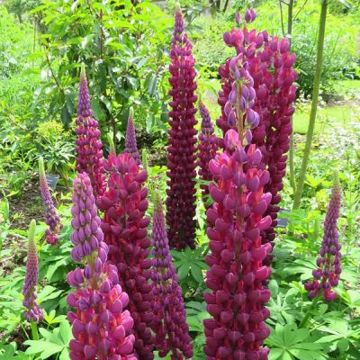 Lupin Westcountry 'Masterpiece' - Image by Sara Price from Pixabay 