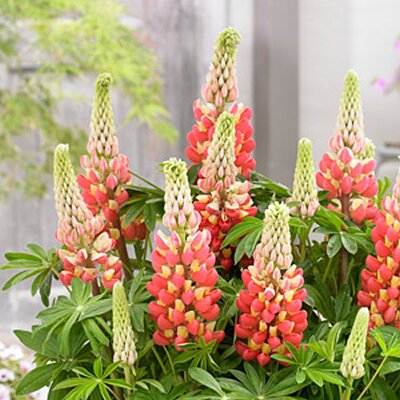 Lupin Westcountry “Tequila Flame” - Public domain image