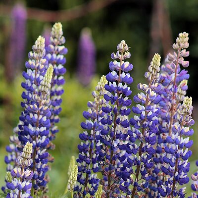 Lupinus 'King Canute' (2L pot)