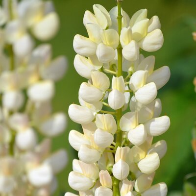 Lupinus 'Legendry White Shades' - Image by Frauke Riether from Pixabay