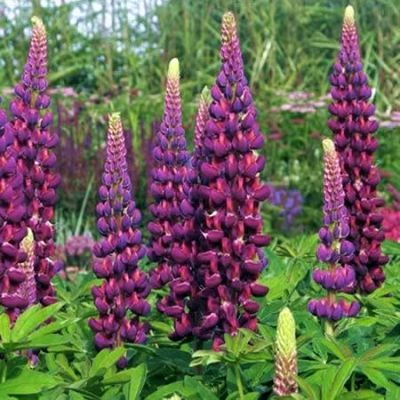 Lupinus 