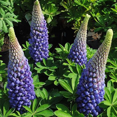 Lupinus “Persian Slipper” - Photo by Andy Mabbett (CC BY-SA 4.0)