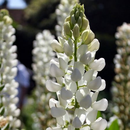 Lupinus “Polar Princess” - Image by Rob Leake from Pixabay 