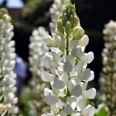 Lupinus “Polar Princess” - Image by Rob Leake from Pixabay 