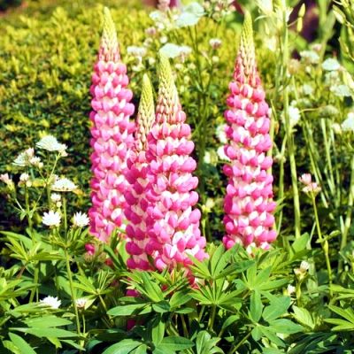 Lupinus "Rachel De Thame" - Photo by Miya.m (GFDL)