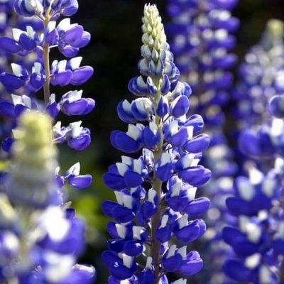 Lupinus "The Governor" - Image by Gaby Stein from Pixabay