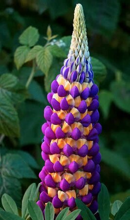 Lupinus West Country 'Magic Lantern' - 