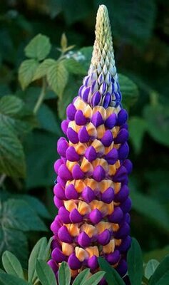 Lupinus West Country 'Magic Lantern' - 