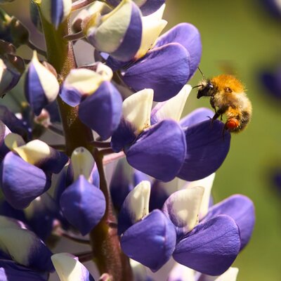 Lupinus 'West Country Blacksmith' - Image by erwin bosman from Pixabay 