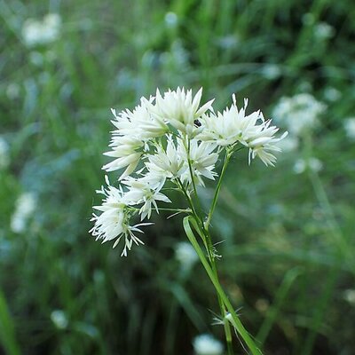 Luzula nivea - Photo by Krzysztof Ziarnek, Kenraiz (CC BY-SA 4.0)