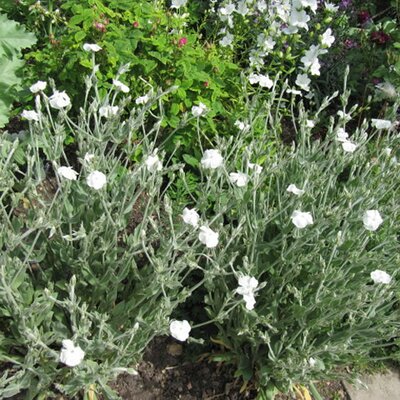 Lychnis alba - Photo by Leonora (Ellie) Enking (CC By-SA 2.0)