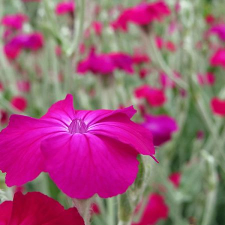 Lychnis cor. "Atrosanguinea" - Image courtesy of Swallowtail Garden Seeds (CC BY-SA 2.0)