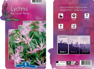 Lychnis flos-cuculi 'Nana'