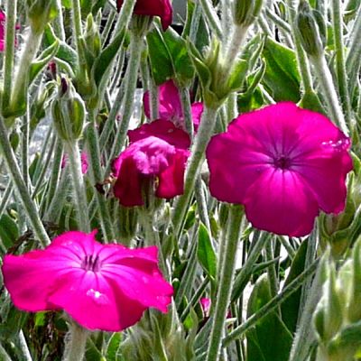 Lychnis 'Hill Grounds' - Photo by RY