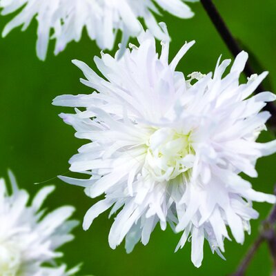 Lychnis 'Petit Henri' - Image Courtesy of Schram Plants