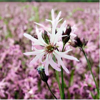 Lychnis 'Petite Jenny' - Image by Bruno /Germany from Pixabay 