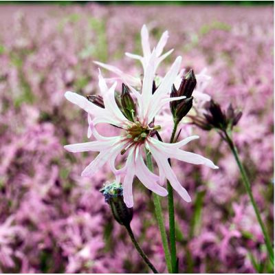 Lychnis 'Petite Jenny' - Image by Bruno /Germany from Pixabay 