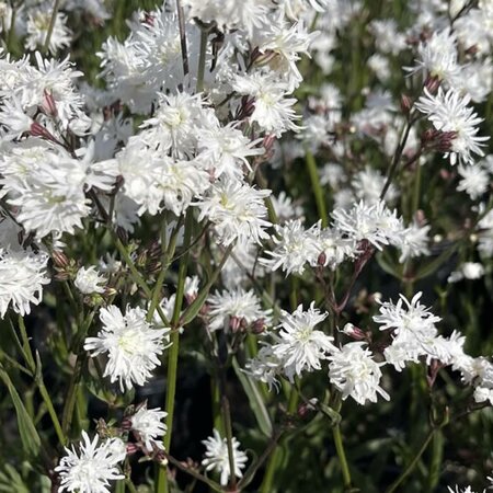 Lychnis 'Petite White' - Public domain iage
