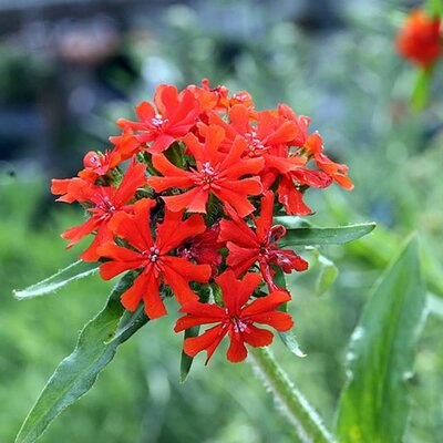 Lychnis Red - Photo by David J. Stang (CC BY-SA 4.0)