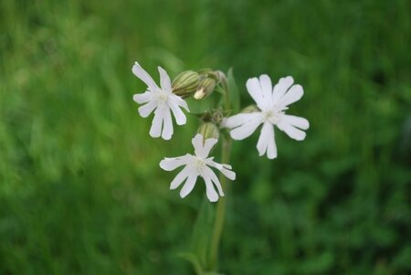 Lychnis 'Snow Cloud' - Photo by Debbie Waumsley (CC0 1.0)