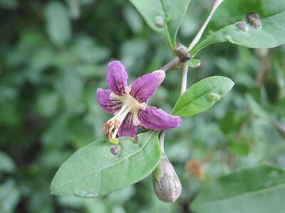Lycium barbarum 'Little Goji' - Photo by Andreas Rockstein (CC BY-SA 4.0)
