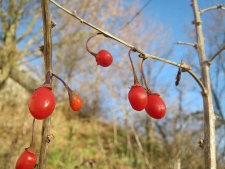 Lycium barbarum 'Little Goji' - Photo by Andreas Rockstein (CC BY-SA 4.0)