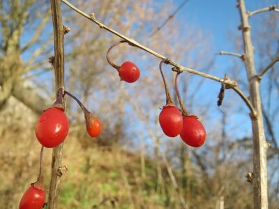 Lycium barbarum 'Little Goji' - Photo by Andreas Rockstein (CC BY-SA 4.0)