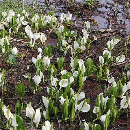 Lysichiton camtschatcensis - Photo by Alpsdake (CC BY-SA 4.0)