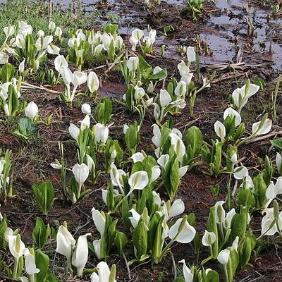 Lysichiton camtschatcensis - Photo by Alpsdake (CC BY-SA 4.0)