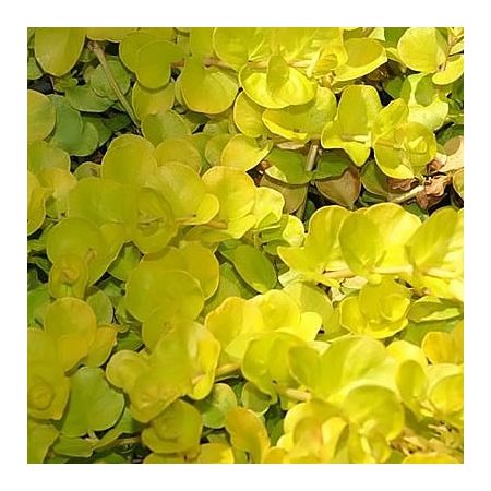Lysimachia “Aurea” - Photo by David J. Stang (CC BY-SA 4.0)
