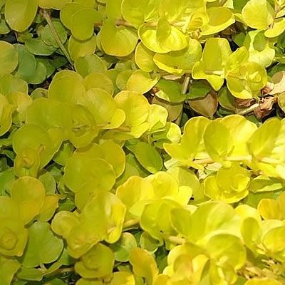 Lysimachia “Aurea” - Photo by David J. Stang (CC BY-SA 4.0)