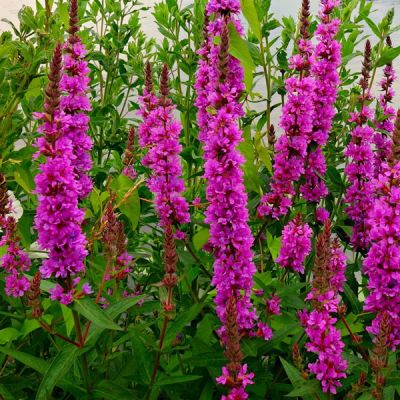 Lythrum Robert - Image by Mabel Amber from Pixabay 
