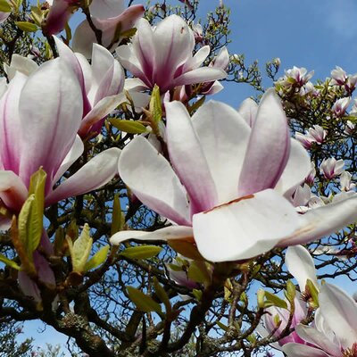 Magnolia 'Big Dude' - Image courtesy of pxfuel (CC0)