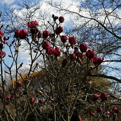 Magnolia 'Black Tulip' - Photo by Acabashi (CC BY-SA 4.0)