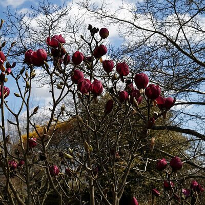 Magnolia 'Black Tulip' - Photo by Acabashi (CC BY-SA 4.0)