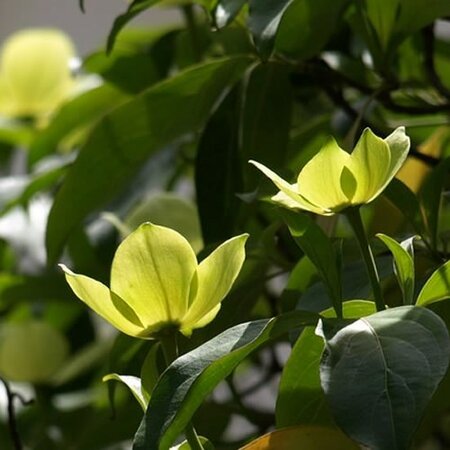 Magnolia 'Daphne' - Photo by Derek Harper  (CC BY-SA 2.0)