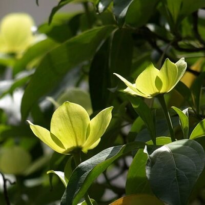 Magnolia 'Daphne' - Photo by Derek Harper  (CC BY-SA 2.0)