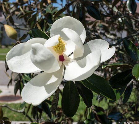 Magnolia 'Galissonniera' (5L pot)