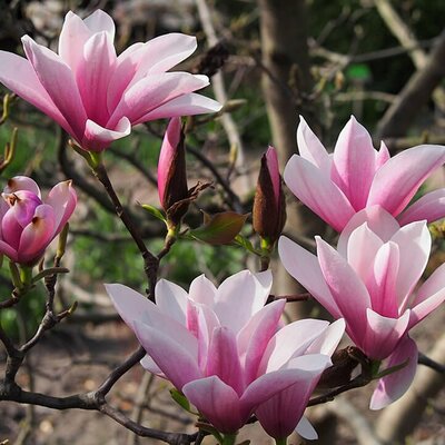 Magnolia 'Heaven Scent'  - Photo by Agnieszka Kwiecień, Nova (CC BY-SA 4.0)