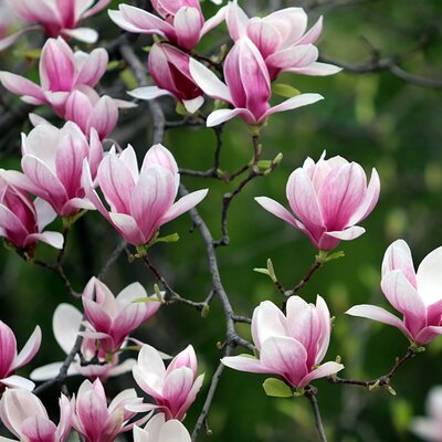 Magnolia 'Joe McDaniel' - Image by HeungSoon from Pixabay 