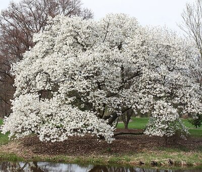 Magnolia 'Kobus' (10L pot)