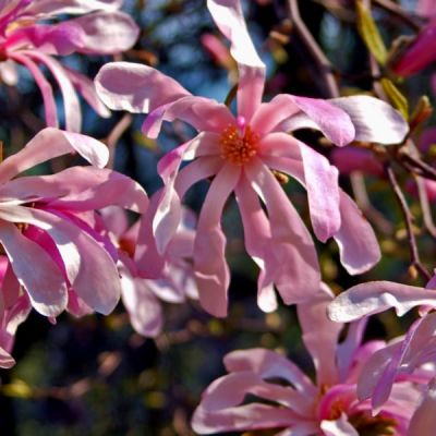 Magnolia loebneri "Leonard Messel" - Photo by Hectonichus (CC BY-SA 3.0)