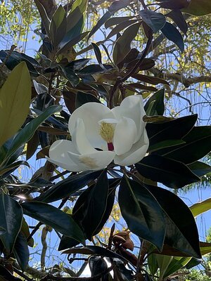 Magnolia Little Gem  - Photo by KATHERINE WAGNER-REISS (CC BY-SA 4.0)