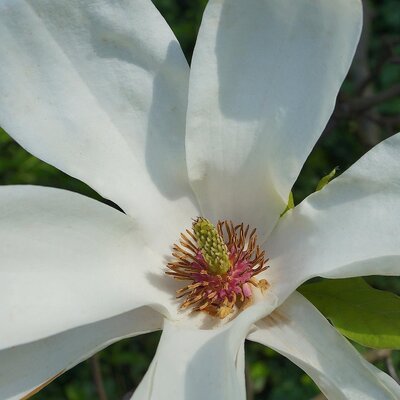 Magnolia officinalis - Image by Jerzy xxxxxx from Pixabay 