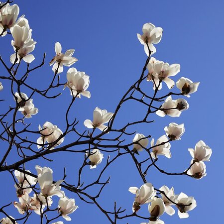 Magnolia salicifolia 'Louisa Fete' - Image by HeungSoon from Pixabay 