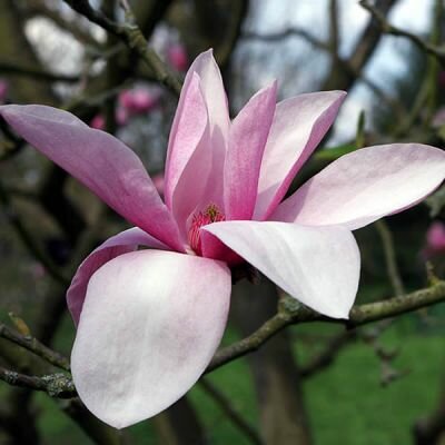 Magnolia 'Star Wars' - Photo by Dinkum (CC BY-SA 3.0)