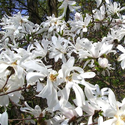 Magnolia stellata - Image by Mopsgesicht from Pixabay 