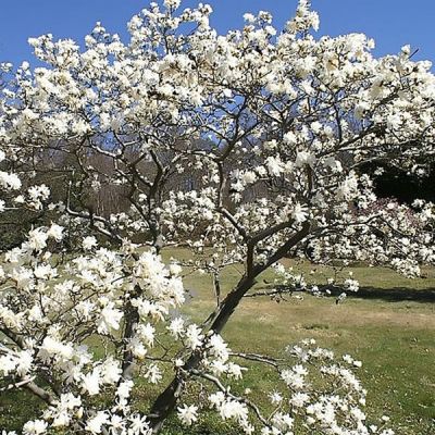 Magnolia stellata 'Royal Star' - Photo by David J. Stang (CC BY-Sa 4.0)